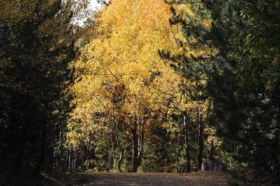 Karagöl ve Soğuksu Milli Parkı'nda güz renkleri