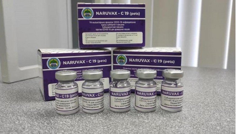 Kazakistandan kediler için COVID19 aşısı