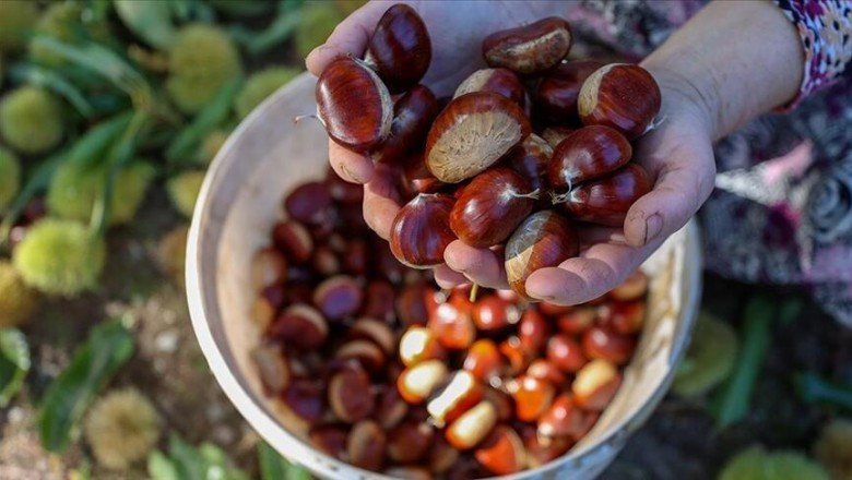 Kestanede zorlu hasat mesaisi başladı