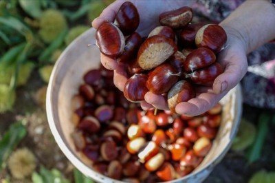 Kestanede zorlu hasat mesaisi başladı
