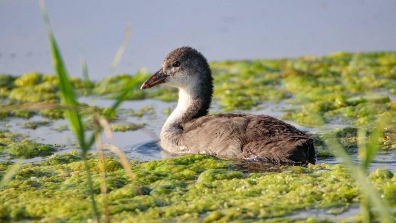 Kızılırmak Deltası'nda 87 kuş türü tespit edildi