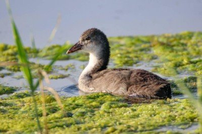 Kızılırmak Deltası'nda 87 kuş türü tespit edildi