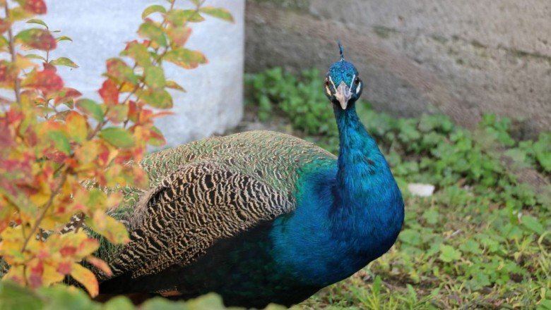 Külliyenin tavus kuşu 7 ay sonra bulundu