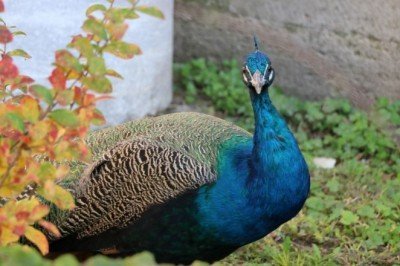 Külliyenin tavus kuşu 7 ay sonra bulundu