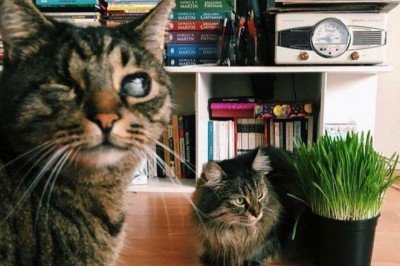 Mahkemeden 'kedilerin velayeti' davasında emsal karar