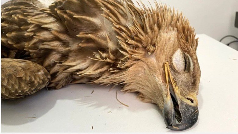 Nesli tehlike altındaki "şah kartal" Ankara'da öldürüldü