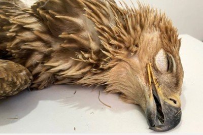 Nesli tehlike altındaki 