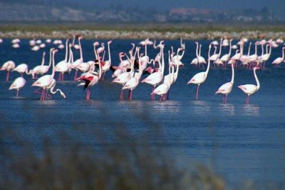 Omurgalı tür popülasyonu azaldı