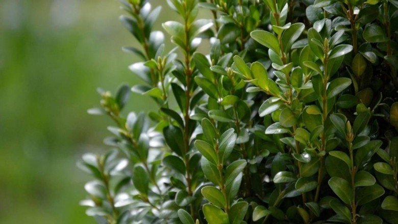 Şimşir bitkisinin genetiği koruma altında