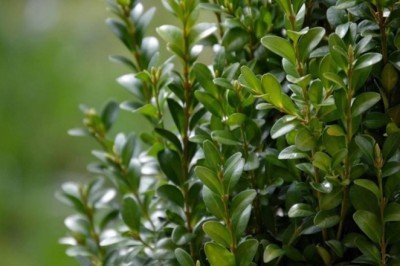 Şimşir bitkisinin genetiği koruma altında