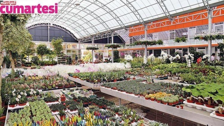 Sonbaharda yemyeşil evler