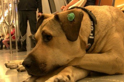 Toplu ulaşımı seven 'Boji' günde 29 durak geziyor