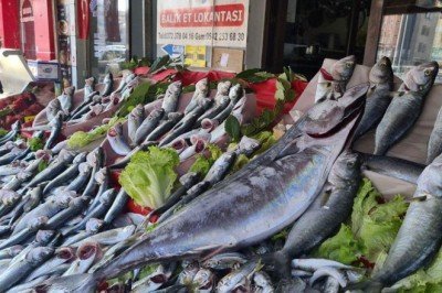 Torik balığının tanesi 350 liradan satılıyor