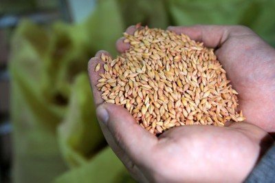 Trakya'nın yerli tohumları Azerbaycan'da filizlenecek