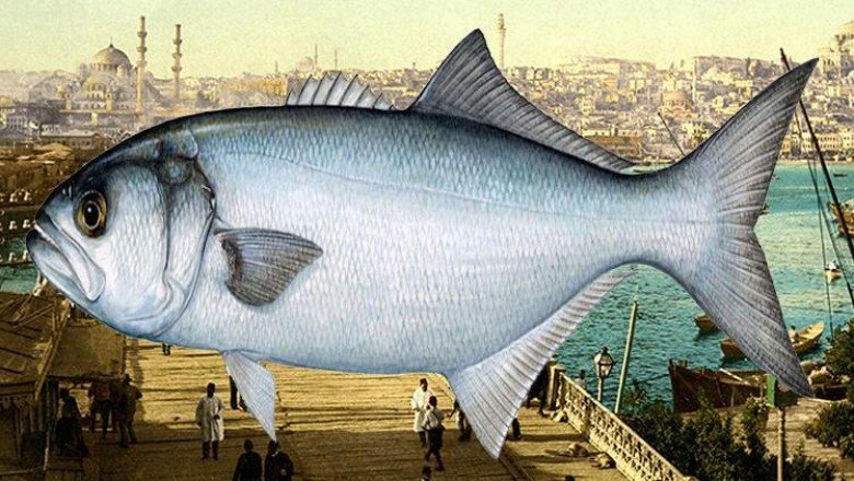 Vay lüfer vay... İstanbul'un simgesi küllerinden doğuyor!