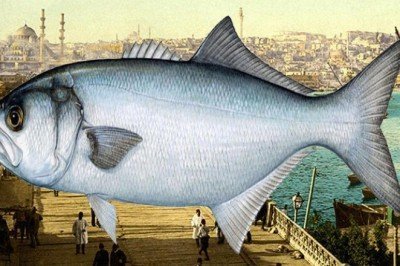 Vay lüfer vay... İstanbul'un simgesi küllerinden doğuyor!