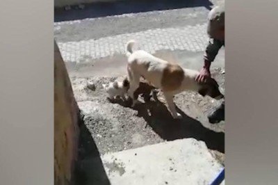 Yavrularının düştüğü kuyunun başından ayrılmadı