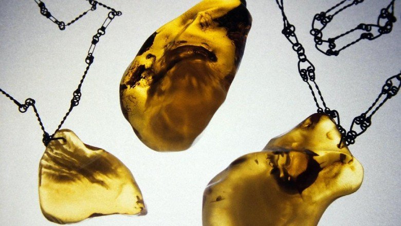 Yeni keşif: 16 milyon yıllık kehribarın içinde bir su ayısı bulundu