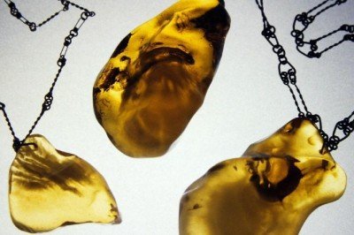 Yeni keşif: 16 milyon yıllık kehribarın içinde bir su ayısı bulundu