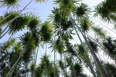 Yerli ve milli kenevir hasat için gün sayıyor