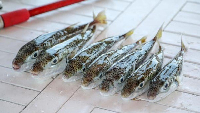 Balon balığı tebliği değişiyor, kuyruk alımı geri geliyor