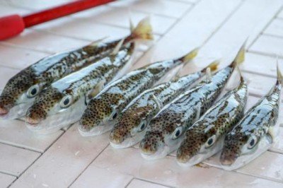 Balon balığı tebliği değişiyor, kuyruk alımı geri geliyor