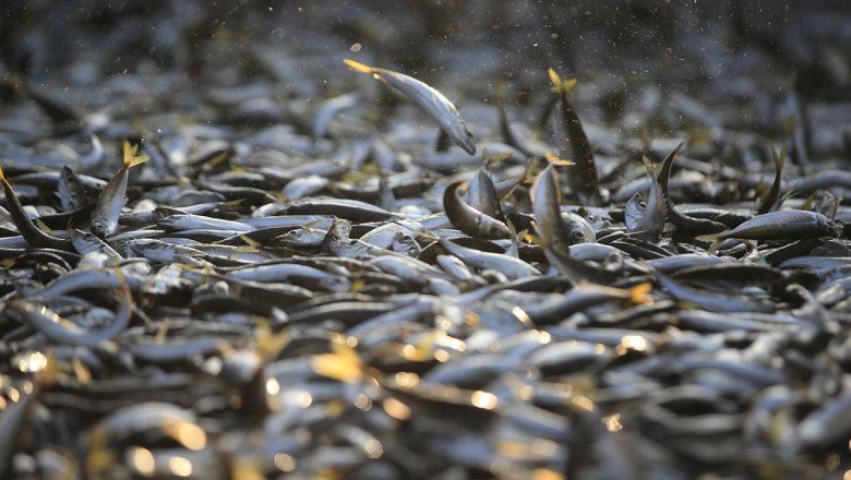 Kayseri'de yasal boy limiti altındaki istavritlere el konuldu