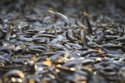 Kayseri'de yasal boy limiti altındaki istavritlere el konuldu