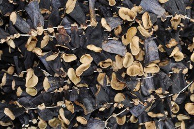 Kurutulmuş patlıcan hırsızlarına şafak operasyonu