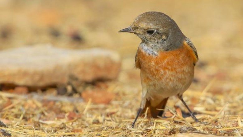 Ürkek ve saklanmayı seven kızılkuyruk Mardin&amp;#39;de beslenirken görüntülendi