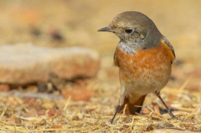 Ürkek ve saklanmayı seven kızılkuyruk Mardin'de beslenirken görüntülendi