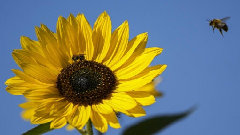 Bal arıları da sosyal mesafe uyguluyor