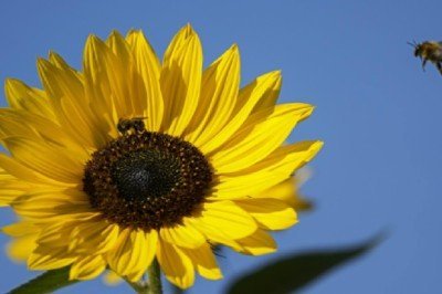 Bal arıları da sosyal mesafe uyguluyor