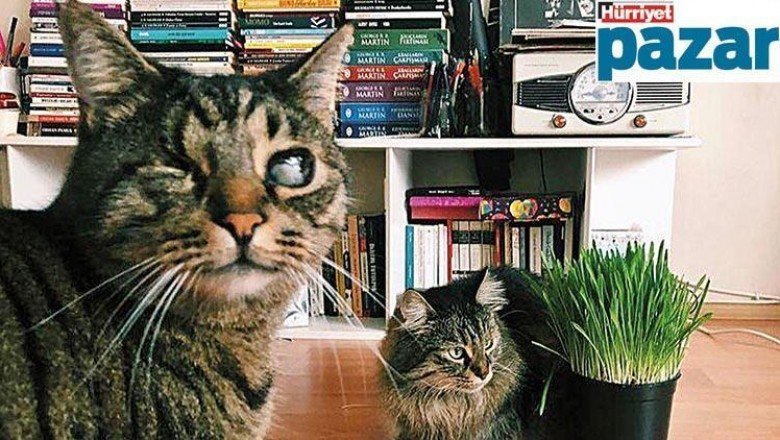 Biz ayrılıyoruz da kediler kimde kalacak?