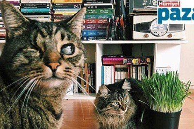 Biz ayrılıyoruz da kediler kimde kalacak?