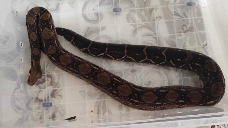 Boa yılanı besleyen kişiye 1730 lira ceza