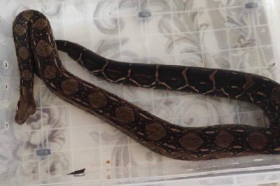 Boa yılanı besleyen kişiye 1730 lira ceza