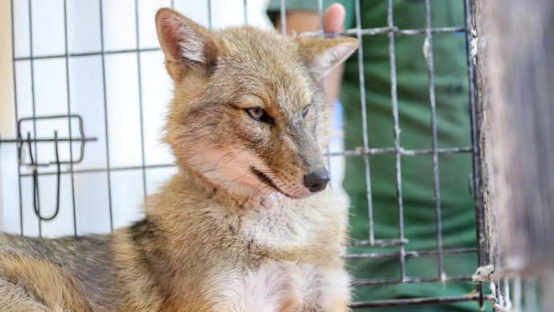 Diyarbakır'da bulunan altın çakal doğaya salınacak