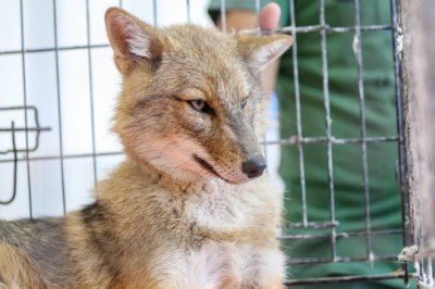 Diyarbakır'da bulunan altın çakal doğaya salınacak