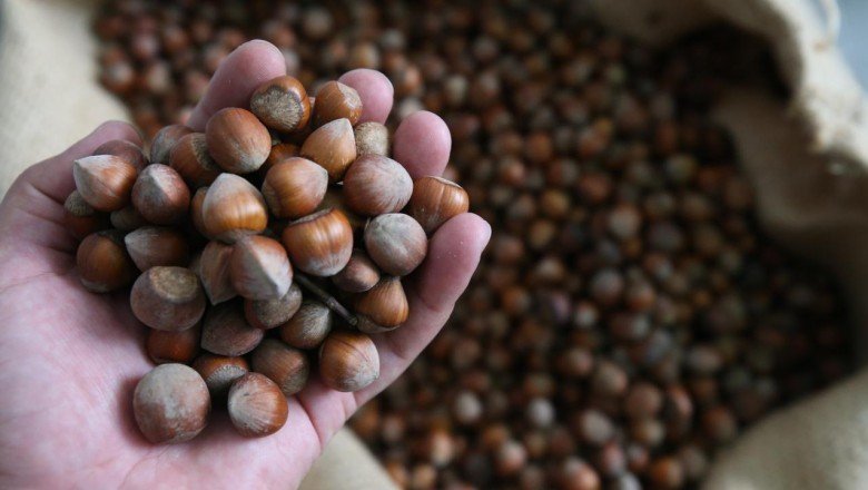 Fındık ihracatından iki ayda 454 milyon doları aşkın gelir