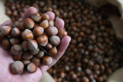 Fındık ihracatından iki ayda 454 milyon doları aşkın gelir