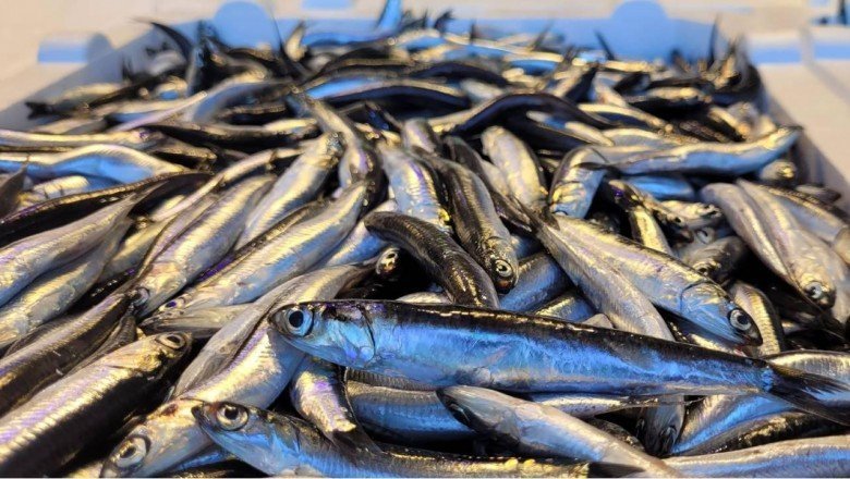 Hamsi bollaştı, mesai arttı