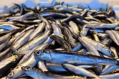 Hamsi bollaştı, mesai arttı