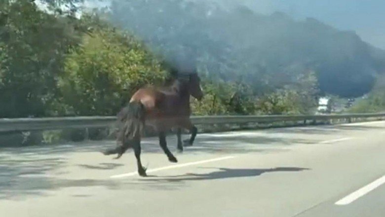 Karayolunda dörtnala koşan at trafiği alt üst etti
