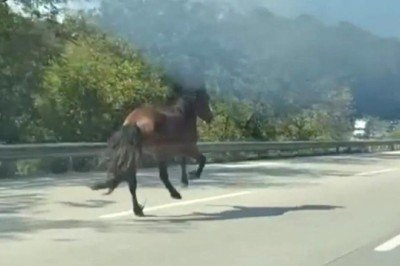Karayolunda dörtnala koşan at trafiği alt üst etti