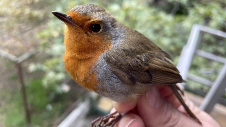 Kuşların bilinmeyenleri için halkalama çalışmaları yapılıyor