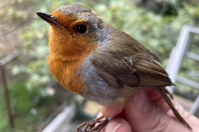 Kuşların bilinmeyenleri için halkalama çalışmaları yapılıyor