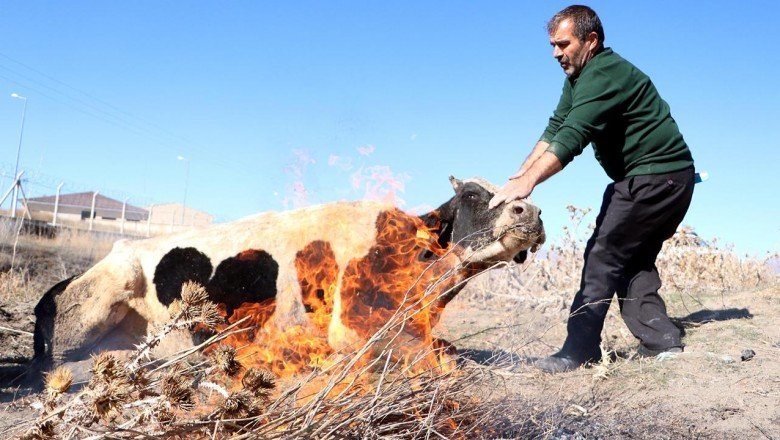 Suya düşen ineği ateş yakıp ısıttılar