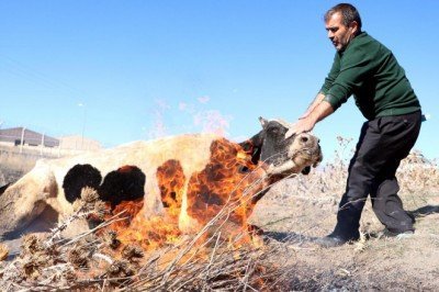 Suya düşen ineği ateş yakıp ısıttılar