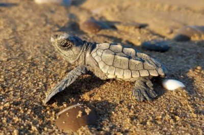 Yavru carettaların yaşam mücadelesi: Sadece binde 2'si hayatta kalıyor